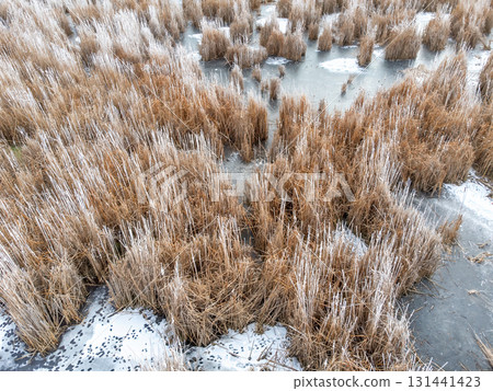 Aerial view of a marsh grassland in winter with frost covered cattails 131441423