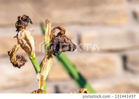 Dried and wilted flowers against a rustic stone background showcasing the effects of neglect and drought Dried and wilted flowers against a rustic stone background showcasing the effects of neglect and drought 131441437
