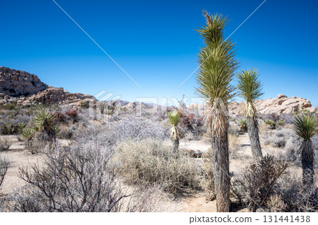 Joshua trees stand tall in the high desert under a clear blue sky in California during the afternoon light Joshua trees stand tall in the high desert under a clear blue sky in California during the afternoon light 131441438