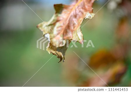 Dried leaf hanging from a branch during autumn in a serene outdoor setting 131441453