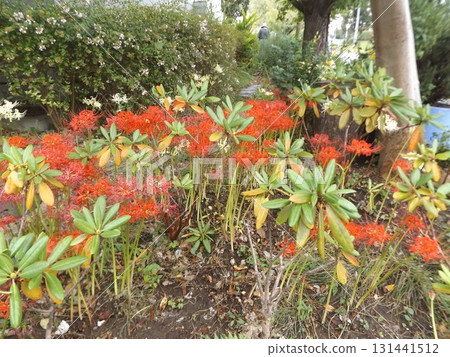 Red flowers of the autumn standard Higanbana 131441512