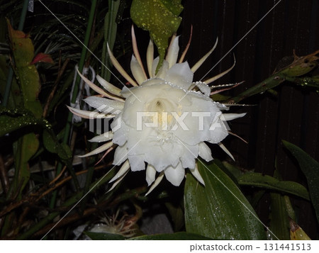 A large white moonbeauty flower that can only be enjoyed for one night. A large white moonbeauty flower that can only be enjoyed for one night. 131441513