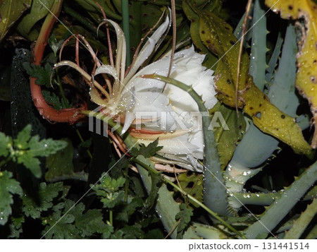 白色的大月季花，只能觀賞一晚。 131441514