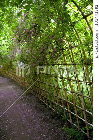 Hagi no Tunnel 131441592