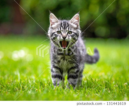 A threatening kitten walking 131441619