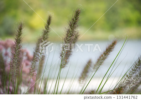 Close-up of ornamental grass with a blurred background 131441762