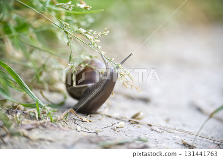 Close-Up of a Snail in Nature Surrounded by Grass and Sand Close-Up of a Snail in Nature Surrounded by Grass and Sand 131441763