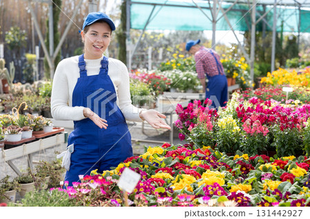 Female worker arranging flowering primula in pots while gardening Female worker arranging flowering primula in pots while gardening 131442927