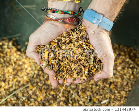 Compound feed for feeding horses in hands closeup Compound feed for feeding horses in hands closeup 131442974