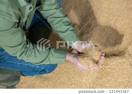 Soybean husk animal feed in farmers hands Soybean husk animal feed in farmers hands 131443167
