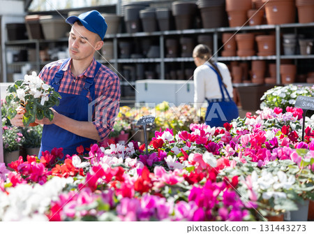 Young male seller holding cyclamen in pot Young male seller holding cyclamen in pot 131443273
