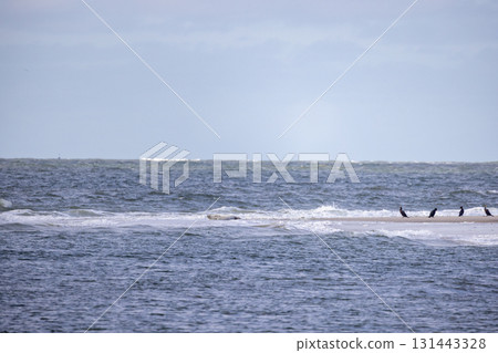 Dolphins are Gracefully Swimming in the Calm and Inviting Oceanic Waters of the Sea 131443328