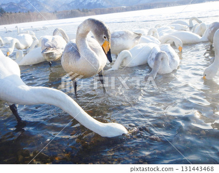 北海道弟子屈湖的大天鵝，37 131443468