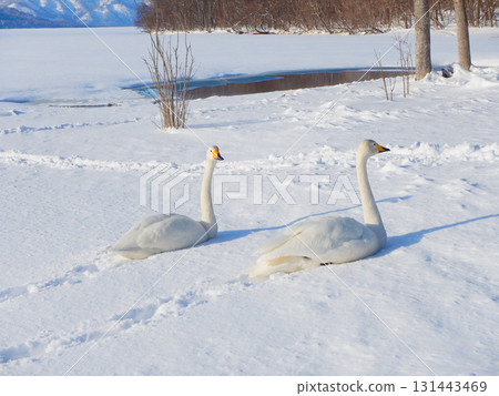 北海道弟子屈湖的大天鵝，38 131443469