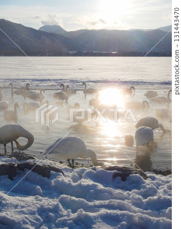 北海道弟子屈湖的大天鵝,39 北海道弟子屈湖的大天鵝,39 131443470
