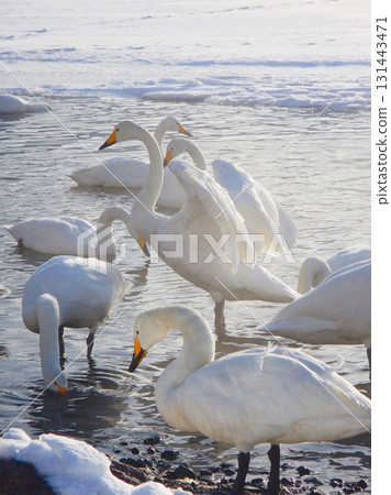 Whooper Swans at Lake Teshikaga, Hokkaido, 40 Whooper Swans at Lake Teshikaga, Hokkaido, 40 131443471