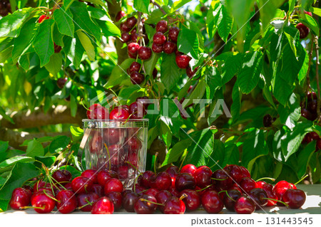 Orchard - ripe delicious cherries on the table under trees Orchard - ripe delicious cherries on the table under trees 131443545