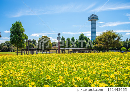 Kiso Sansen Park: Yellow Cosmos "Lemon Bright" (Kaizu City, Gifu Prefecture) 131443665
