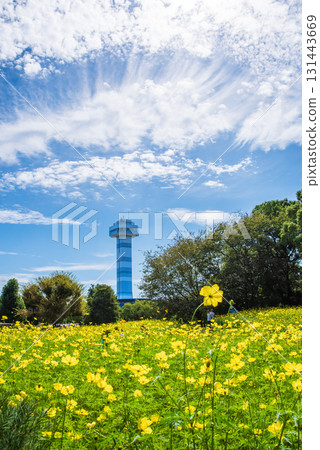 Kiso Sansen Park: Yellow Cosmos "Lemon Bright" (Kaizu City, Gifu Prefecture) 131443669