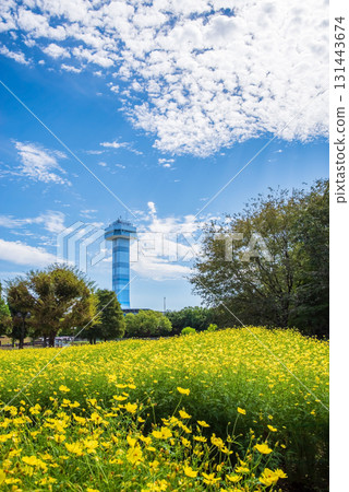 Kiso Sansen Park: Yellow Cosmos "Lemon Bright" (Kaizu City, Gifu Prefecture) 131443674
