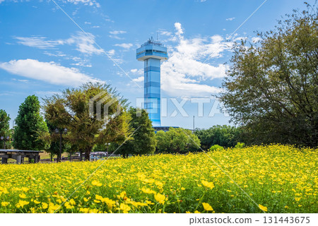 木曾三泉公園：黃色大波斯菊「檸檬色的明亮」（岐阜縣海津市） 131443675