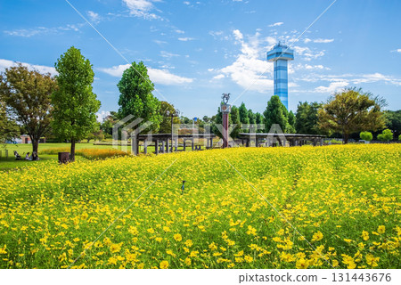 木曾三泉公園：黃色大波斯菊「檸檬色的明亮」（岐阜縣海津市） 131443676