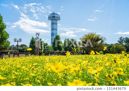 Kiso Sansen Park: Yellow Cosmos "Lemon Bright" (Kaizu City, Gifu Prefecture) 131443679