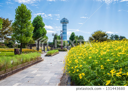 Kiso Sansen Park: Yellow Cosmos "Lemon Bright" (Kaizu City, Gifu Prefecture) 131443680