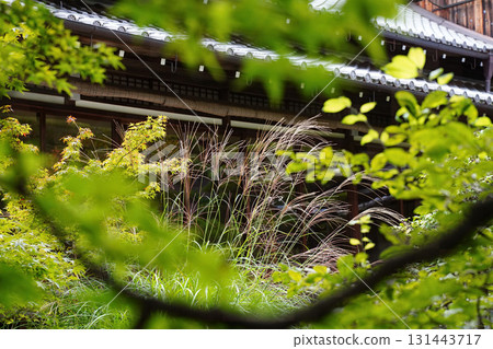 京都一座寺廟花園裡的日本紫芒 131443717