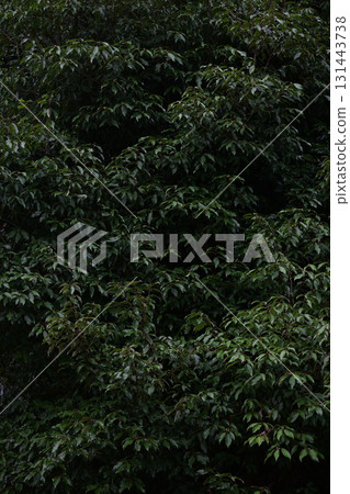 Tree close-up Tree close-up 131443738