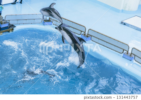 Hakkeijima Sea Paradise: Dolphins jumping and playing in the pool Hakkeijima Sea Paradise: Dolphins jumping and playing in the pool 131443757