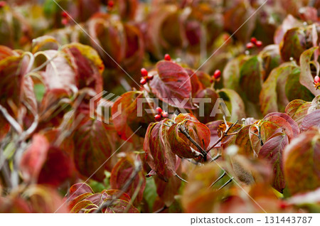 Flower tree fruit 131443787