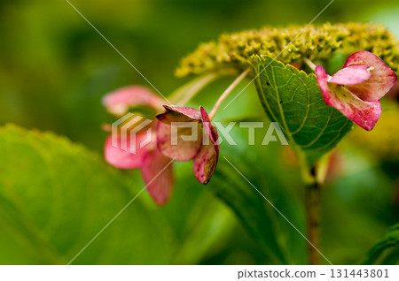 The Last Hydrangea 131443801