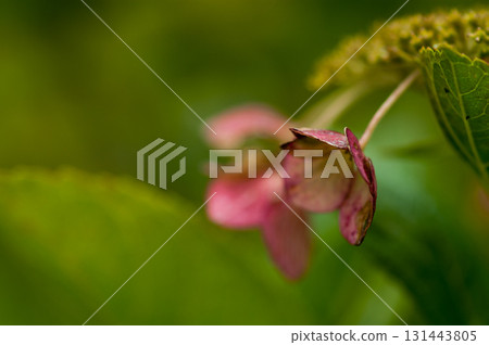 The Last Hydrangea 131443805