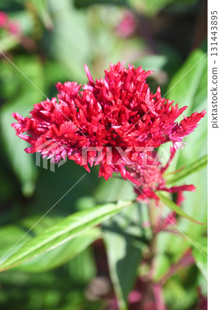 Tosaka Kaitou(雞冠雞頭) Tosaka Kaitou(雞冠雞頭) 131443895