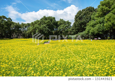 Kiso Sansen Park: Yellow Cosmos "Lemon Bright" (Kaizu City, Gifu Prefecture) 131443921