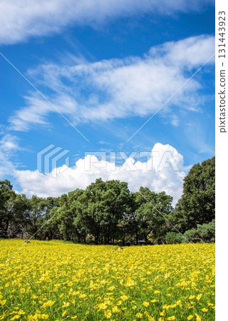 Kiso Sansen Park: Yellow Cosmos "Lemon Bright" (Kaizu City, Gifu Prefecture) 131443923