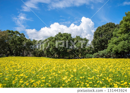 Kiso Sansen Park: Yellow Cosmos "Lemon Bright" (Kaizu City, Gifu Prefecture) 131443924