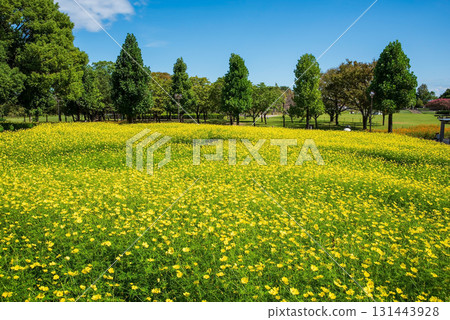 Kiso Sansen Park: Yellow Cosmos "Lemon Bright" (Kaizu City, Gifu Prefecture) 131443928
