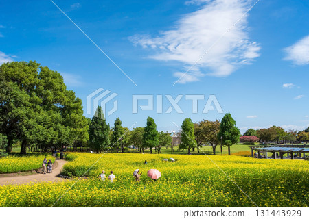 Kiso Sansen Park: Yellow Cosmos "Lemon Bright" (Kaizu City, Gifu Prefecture) 131443929