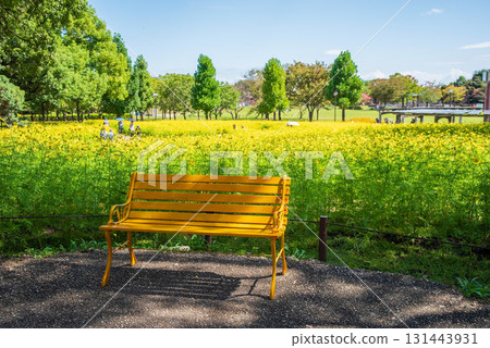 Kiso Sansen Park: Yellow Cosmos "Lemon Bright" (Kaizu City, Gifu Prefecture) 131443931