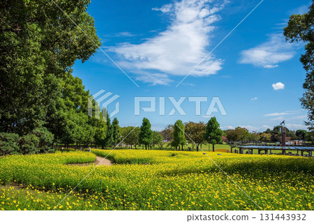 Kiso Sansen Park: Yellow Cosmos "Lemon Bright" (Kaizu City, Gifu Prefecture) Kiso Sansen Park: Yellow Cosmos "Lemon Bright" (Kaizu City, Gifu Prefecture) 131443932