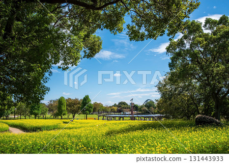 Kiso Sansen Park: Yellow Cosmos "Lemon Bright" (Kaizu City, Gifu Prefecture) Kiso Sansen Park: Yellow Cosmos "Lemon Bright" (Kaizu City, Gifu Prefecture) 131443933