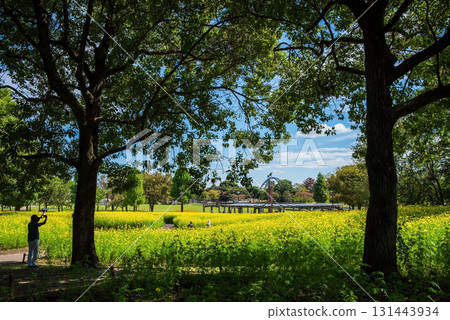 Kiso Sansen Park: Yellow Cosmos "Lemon Bright" (Kaizu City, Gifu Prefecture) Kiso Sansen Park: Yellow Cosmos "Lemon Bright" (Kaizu City, Gifu Prefecture) 131443934