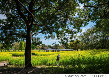 Kiso Sansen Park: Yellow Cosmos "Lemon Bright" (Kaizu City, Gifu Prefecture) 131443935