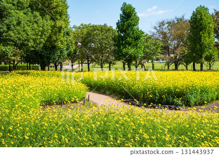 木曾三泉公園：黃色大波斯菊「檸檬色的明亮」（岐阜縣海津市） 131443937