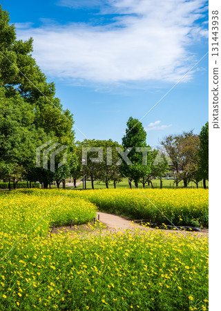 Kiso Sansen Park: Yellow Cosmos "Lemon Bright" (Kaizu City, Gifu Prefecture) Kiso Sansen Park: Yellow Cosmos "Lemon Bright" (Kaizu City, Gifu Prefecture) 131443938