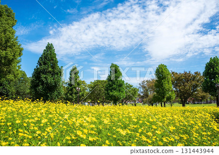 Kiso Sansen Park: Yellow Cosmos "Lemon Bright" (Kaizu City, Gifu Prefecture) 131443944