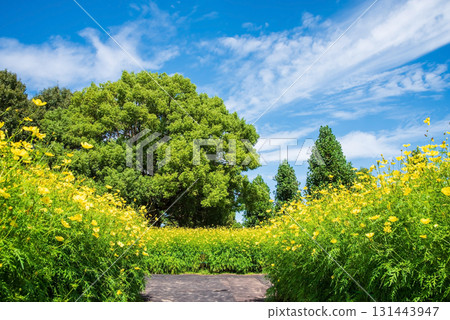 Kiso Sansen Park: Yellow Cosmos "Lemon Bright" (Kaizu City, Gifu Prefecture) 131443947