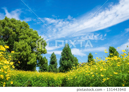 木曾三泉公園:黃色大波斯菊「檸檬色的明亮」(岐阜縣海津市) 木曾三泉公園:黃色大波斯菊「檸檬色的明亮」(岐阜縣海津市) 131443948